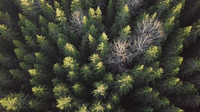 Springtime aerial shot of leafless aspen in spruce forest