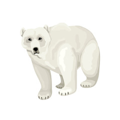 White polar bear. Vector isolated character on white background.