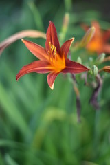Blühende Taglilie (Hemerocallis)