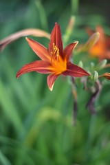 Blühende Taglilie (Hemerocallis)