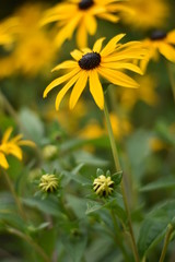 Blühende Rudbeckie (Rudbeckia)