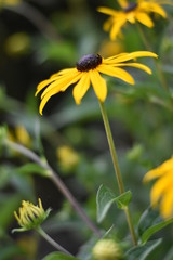 Blühende Rudbeckie (Rudbeckia)