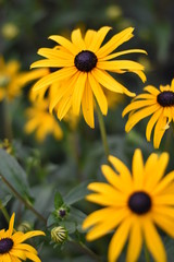 Blühende Rudbeckie (Rudbeckia)