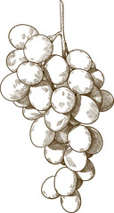 Vector antique engraving drawing illustration of  guinea pig or bunch of grapes isolated on white background