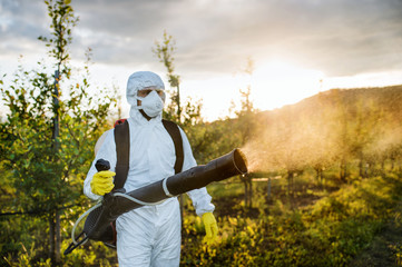 Fototapeta na wymiar A farmer outdoors in orchard at sunset, using pesticide chemicals.