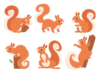 Cute squirrel. Zoo little forest animals in action poses wildlife squirrel vector cartoon character. Funny character squirrel in various pose illustration - obrazy, fototapety, plakaty