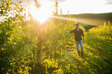 A mature farmer walking outdoors in orchard at sunset. Copy space.