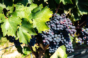 Uva pronta per essere vendemmiata