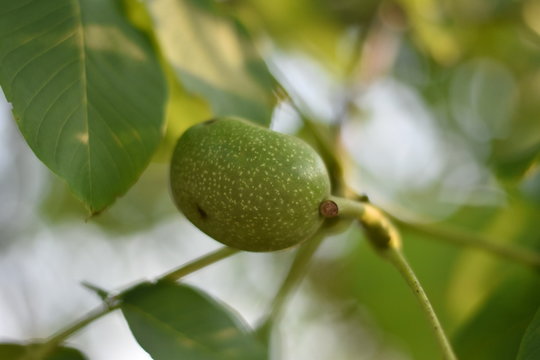 Echte Walnuss (Juglans regia) - grüne Fruchthülle