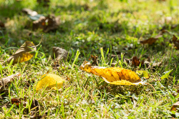 leaves on the grass, sunny day in autumn