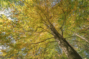 autumn_beech_tree