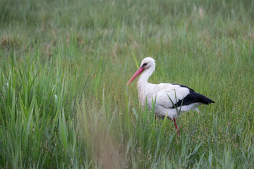 White stork in the meadow.