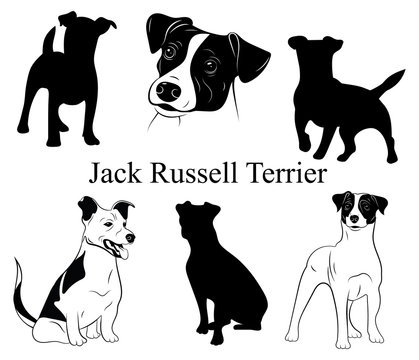 Set of jack russell terrier. Collection of pedigree dogs. Black and white  illustration of a dog jack russell. Vector drawing of a pet. Tattoo. Stock  Vector | Adobe Stock