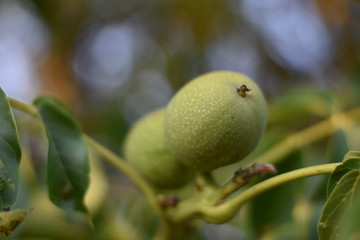 Echte Walnuss (Juglans regia) - grüne Fruchthüllen