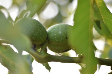 Echte Walnuss (Juglans regia) - grüne Fruchthüllen