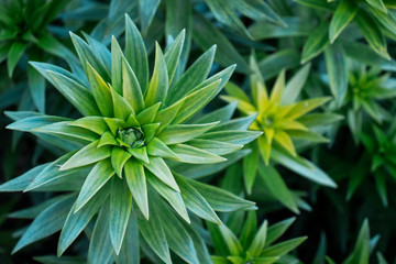 Unusual shapes, creative perspective, green lines, flowers view from the top