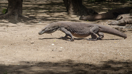 Most real dragons in their natural habitat on the island of Komodo. Indonesia.