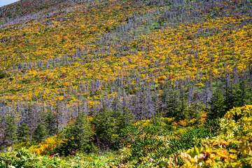 Obraz premium 南蔵王の芝草平