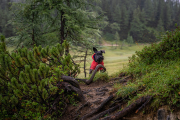Fototapeta premium small black dog on a forest mountain hike with his owner. He stands and waits on the trail