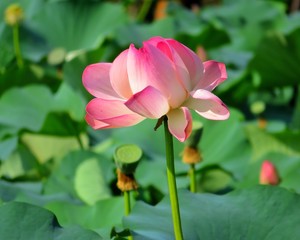 Obraz premium Pink lotus flower