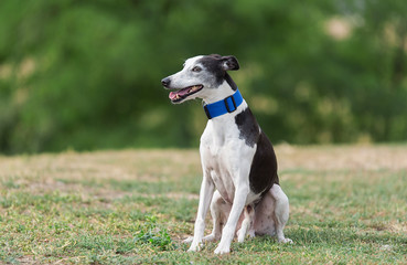 Greyhound dog in the park