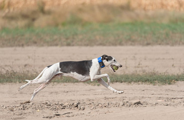 Greyhound dog running in training