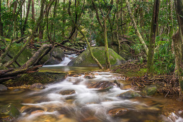 Obraz premium Rain Forest Stream