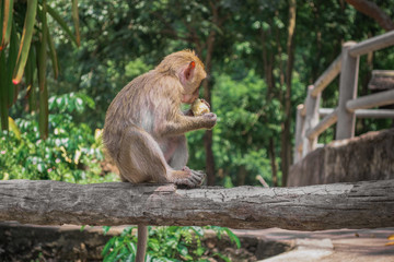 A monkey eating corn on a branch