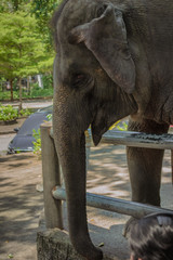 Fototapeta premium Elephants in cages at the zoo
