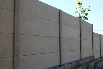 Sunflower over concrete panel fence