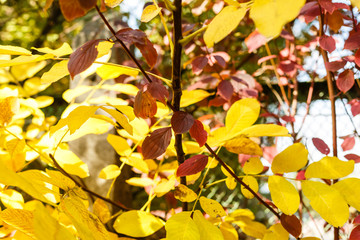 Fototapeta na wymiar Autumn leaves with the blue sky background