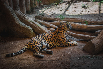 Leopards in a glass closet at the zoo