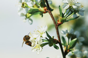 spring awakening of nature. bee on a flower of cherry