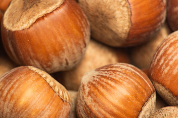 A pile of brown hazelnuts
