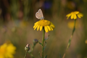 Wildblumenwiese - Schmetterling auf einer gelben Blüte
