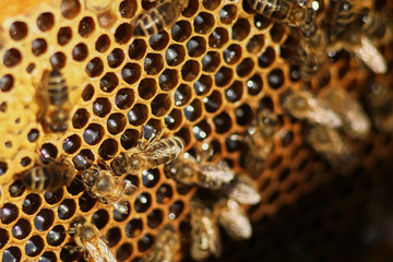 working bees fill honeycombs with honey