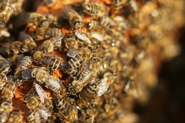 working bees fill honeycombs with honey