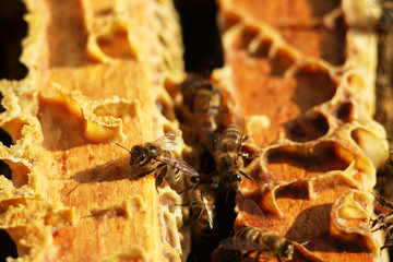 working bees fill honeycombs with honey
