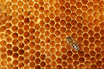 working bees fill honeycombs with honey
