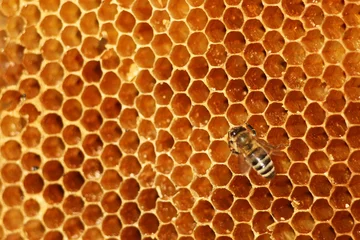 Fotobehang working bees fill honeycombs with honey © Александр Гаврилычев