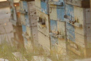 beehives in the apiary in the form of wooden houses for bees
