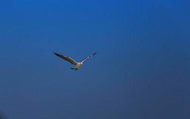 seagull flying in the blue sky