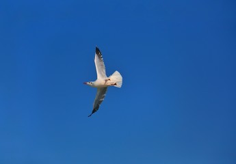 flying seagull in flight