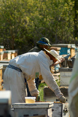 beekeeper checks honeycombs with honey in apiary