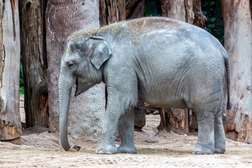 Fototapeta premium Young Asian elephant in a zoo