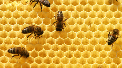 working bees fill honeycombs with honey