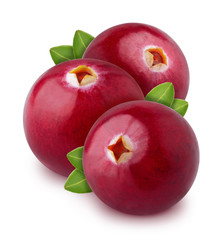 Freshly picked cranberries or blueberries with leaves isolated on white background. As design element.