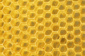 Background texture and pattern of a section of wax honeycomb