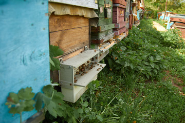 apiary pollen collector. pollen trap for collecting pollen pellets from legs of honey bees