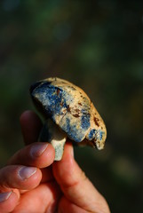  mushroom in hand